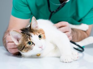 Tierarztpraxis Gossen Behandlung